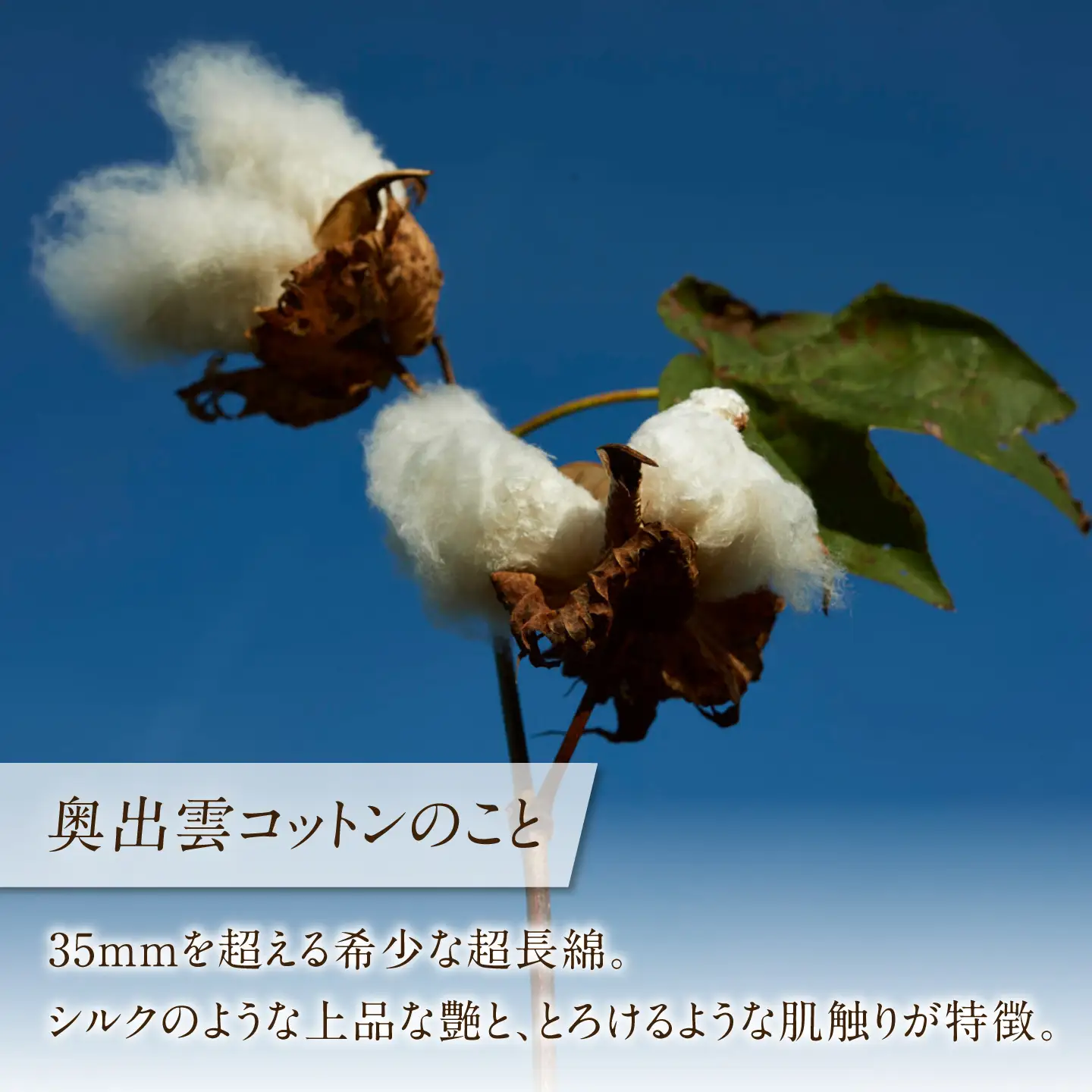 【種から育てた奥出雲コットン】出雲襟付きパジャマ＜ブルー＞ nanadecor 綿100％ 島根県雲南市/有限会社Juliette[AIEP003]