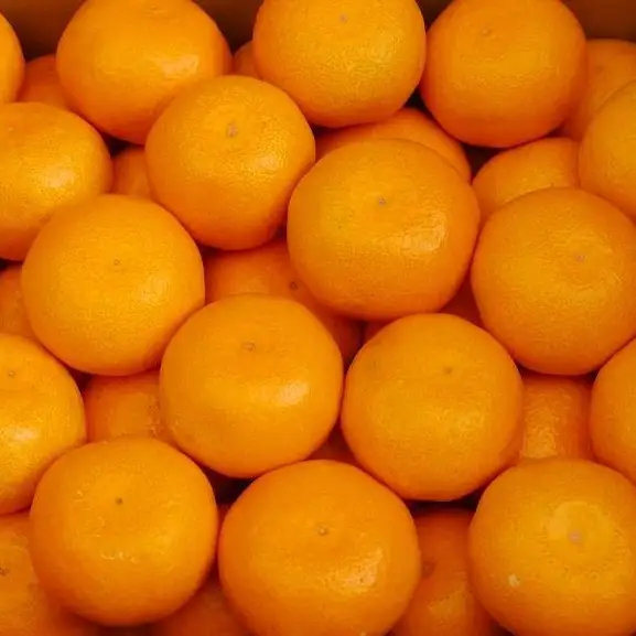 【先行予約】【贈答用・秀品】紀州和歌山産 温州みかん 約1kg（箱込み）M～2L サイズ混合（極早生・早生・中生）
