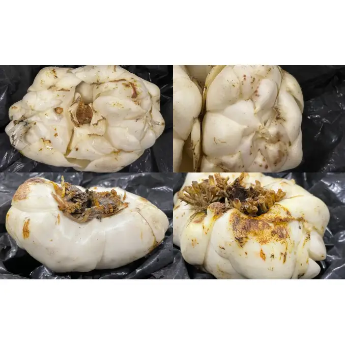 【規格外】十勝幕別 忠類ゆり根 2kg（M～2L）12～20玉［JA忠類］9月～3月発送限定【 北海道 幕別町 忠類 十勝 高級食材 お正月 料理 訳あり 】 野菜 ゆりね 北海道産 ワケあり