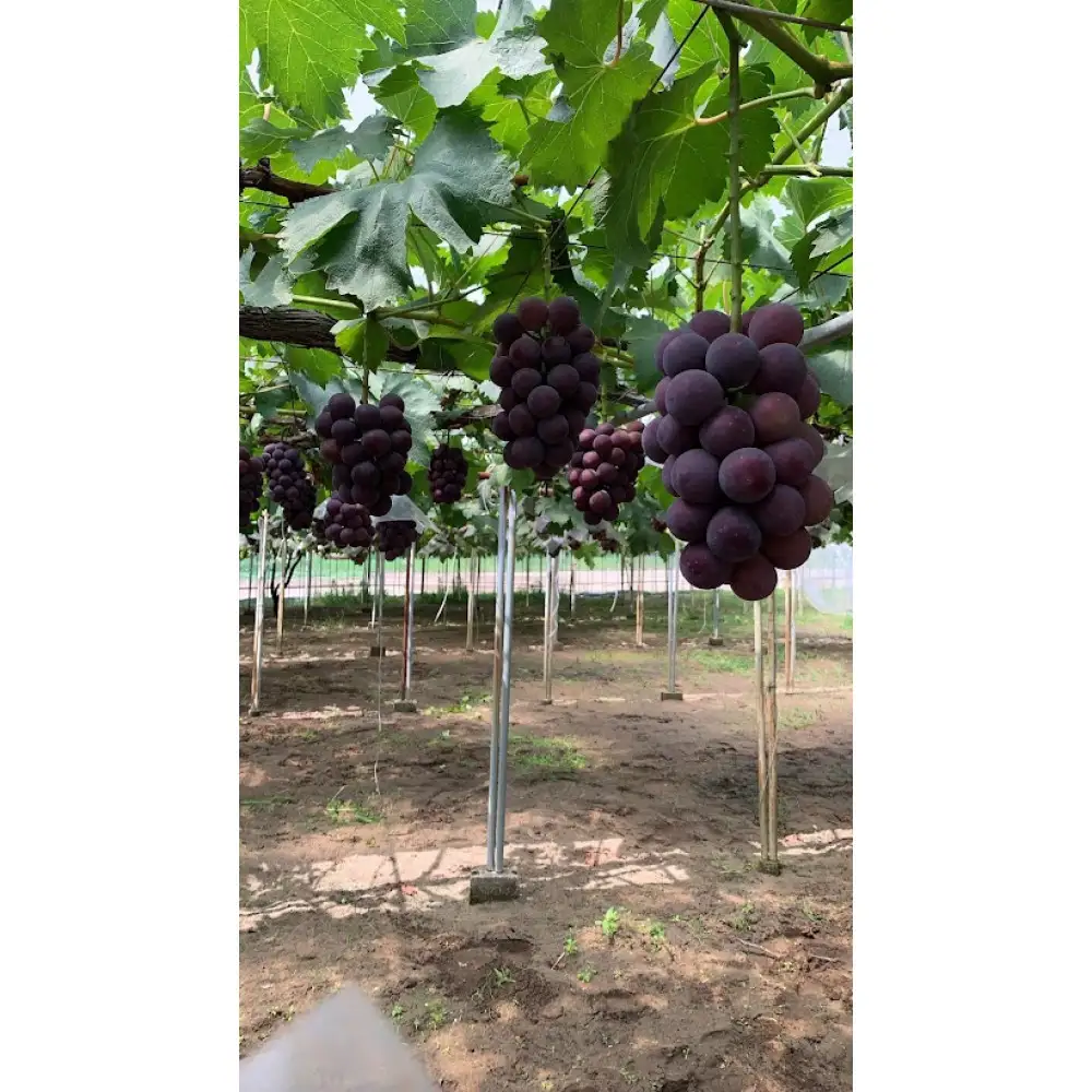 高妻 約1.2～1.5kg（2房入り）【2026年8月上旬以降発送】
