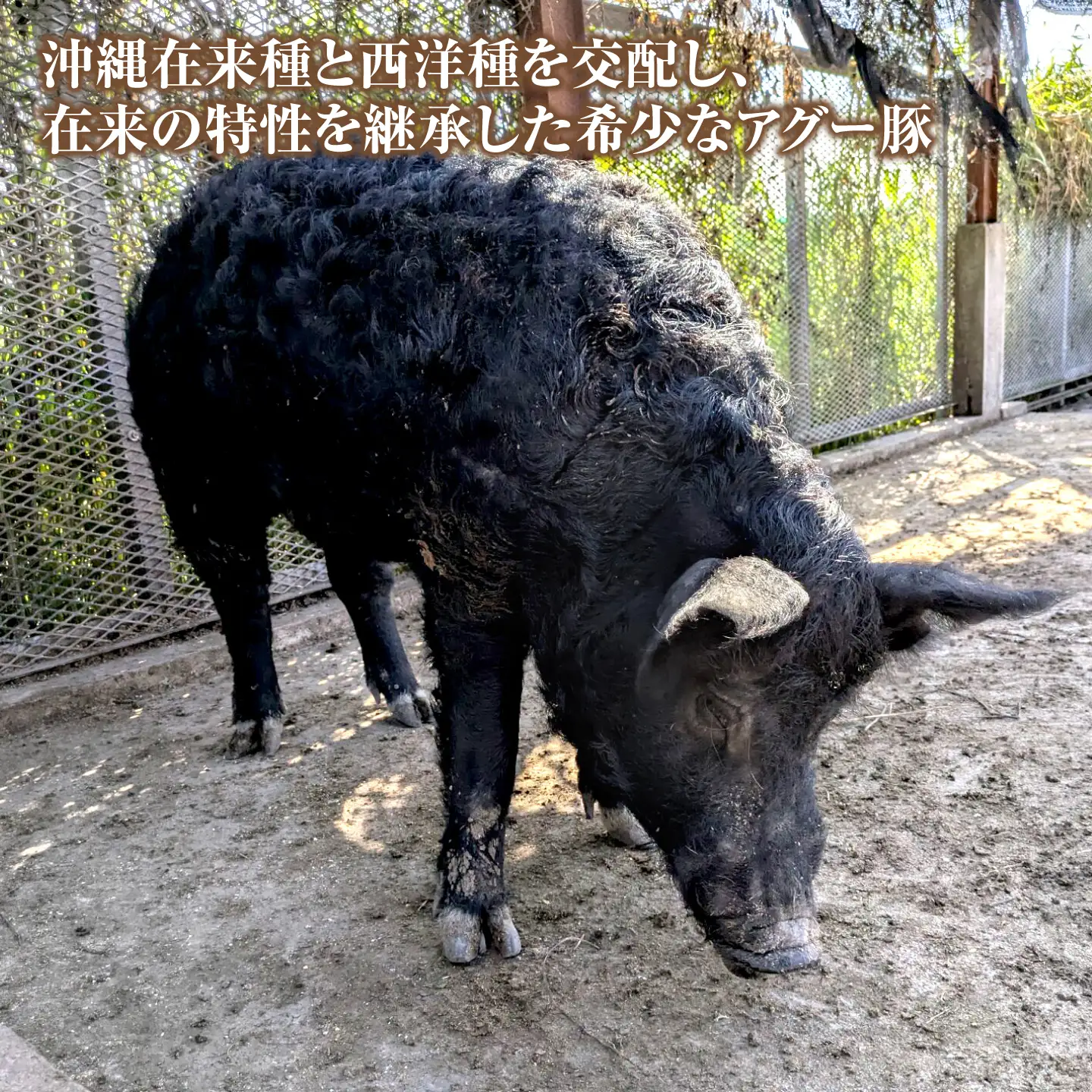 アグー豚もも角切り 600g (200g×3パック) BCEO022
