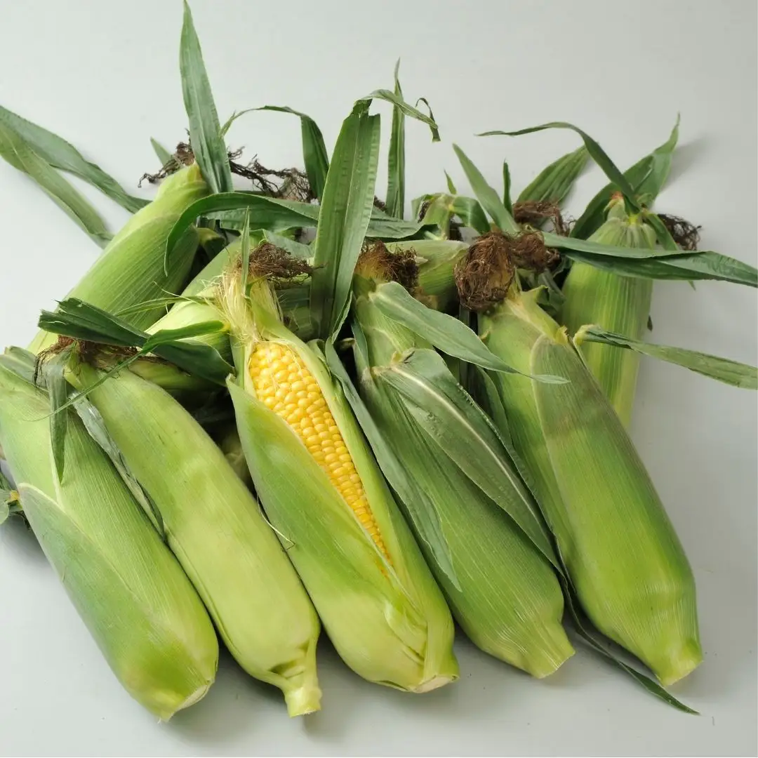 野菜 定期便【令和9年産 先行予約】6回便 野菜セット 美景農園