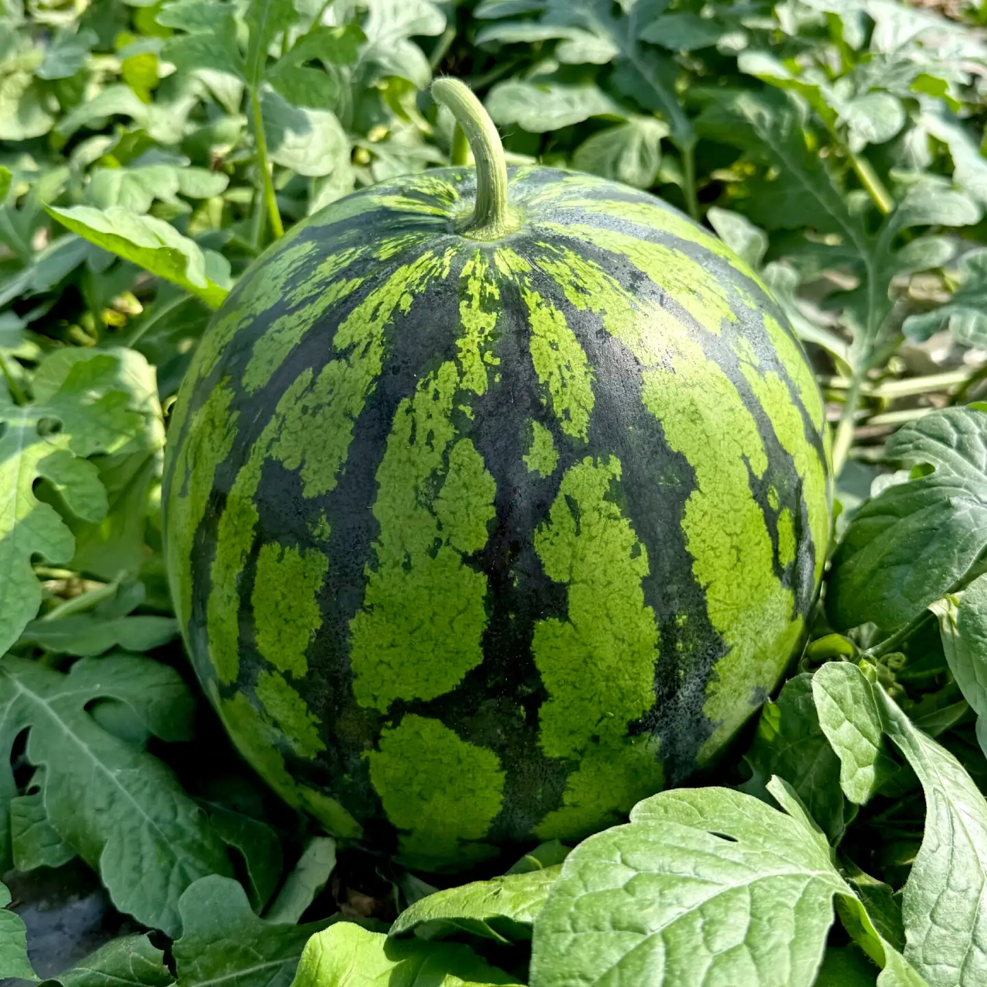 【先行予約】 春の大玉スイカ 約6～7kg（L） すいか 大玉 フルーツ 野菜 果物 山鹿市 【山下農園】[ZGA002]