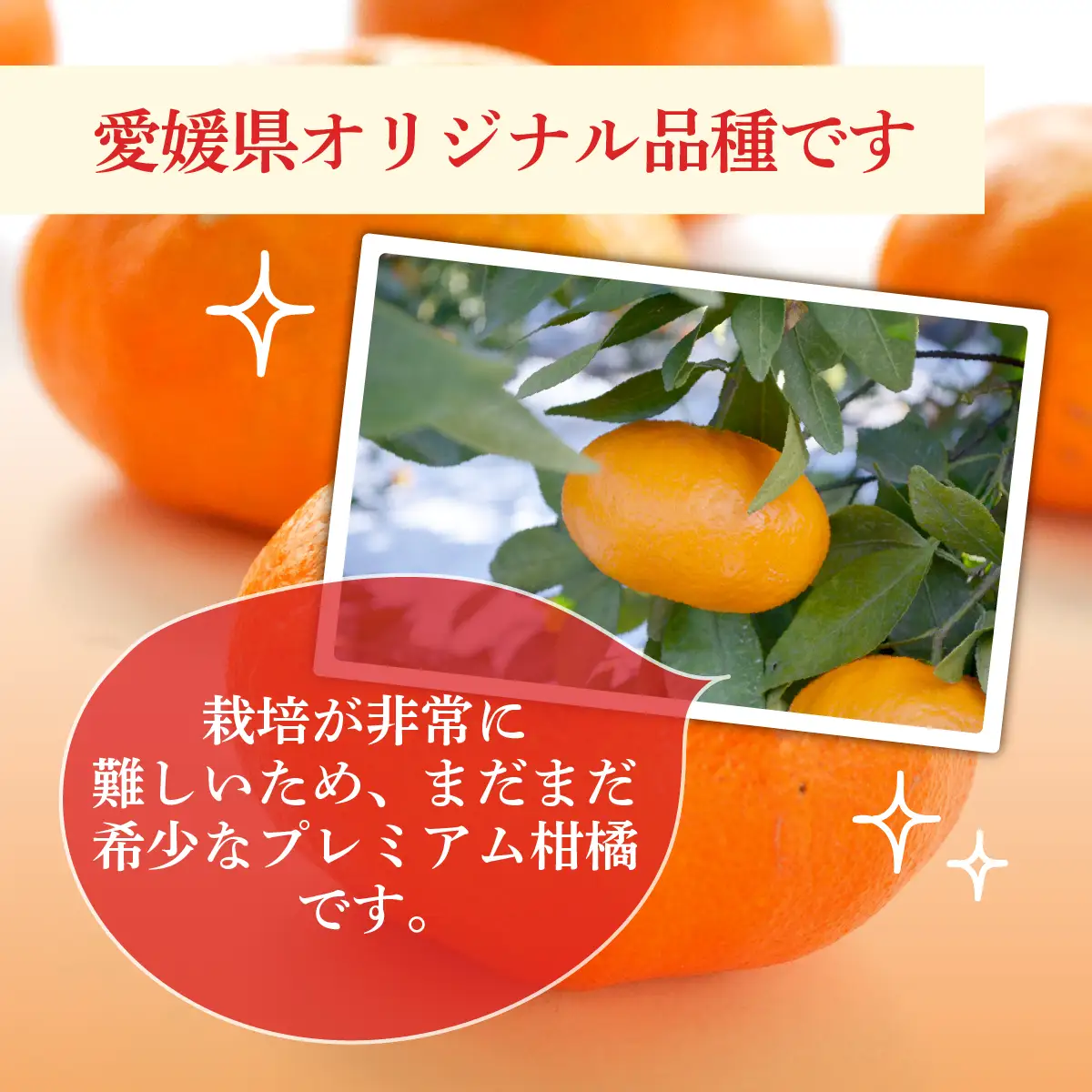 みかん ＜先行受付＞ 甘平 かんぺい レギュラー箱 2.5kg 愛媛