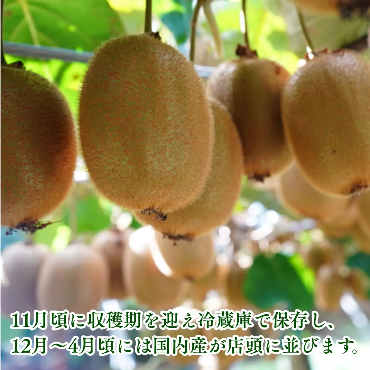 【先行受付】キウイフルーツ 2.5kg 大小混合