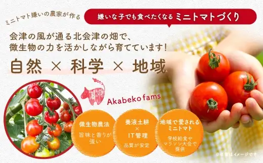 ミニトマト 約1kg × 2箱 ミニ トマト とまと プチトマト 野菜 やさい サラダ 国産 福島県産 冷蔵 【 2026年7月上旬から10月下旬発送予定 】