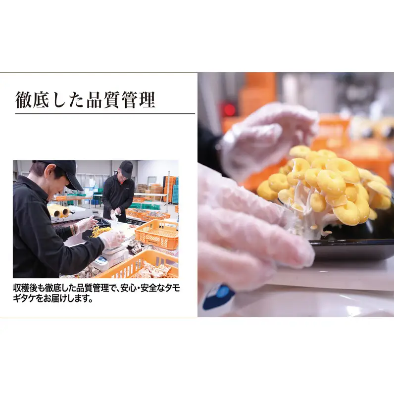 タモギタケ 有機JAS 720g 6パック タモギタケ