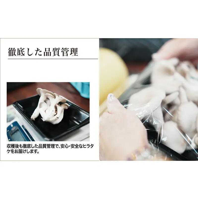 ヒラタケ きのこ 有機JAS 840g 6パック ヒラタケ