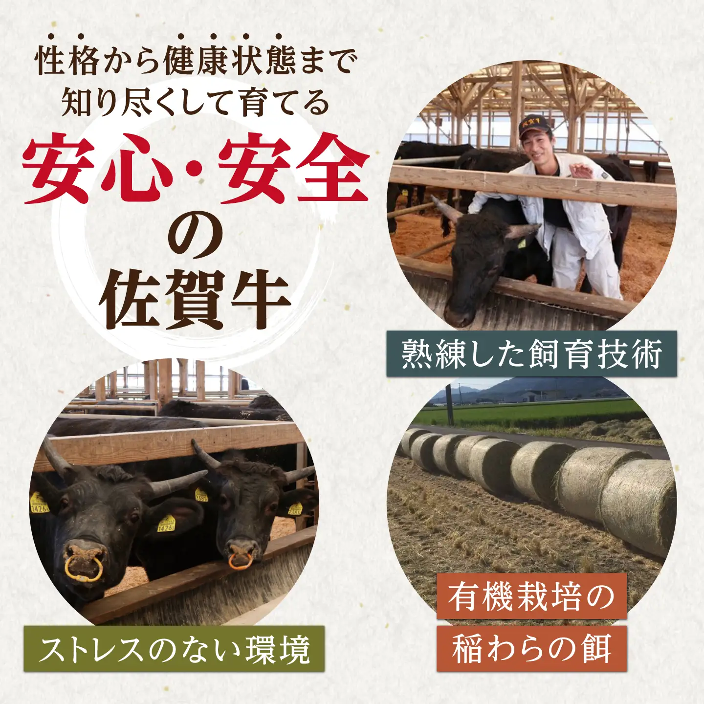 【全3回定期便】佐賀牛 A5 ヒレステーキ 200g （100g×2枚）【山下牛舎】黒毛和牛 フィレ ヒレ肉[HAD177]