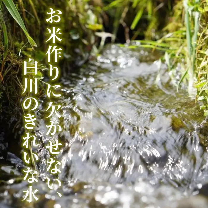 令和7年産 ミルキークイーン 5kg 米 白米 精米 岐阜県産 ブランド米 銘柄米 こめ お米
