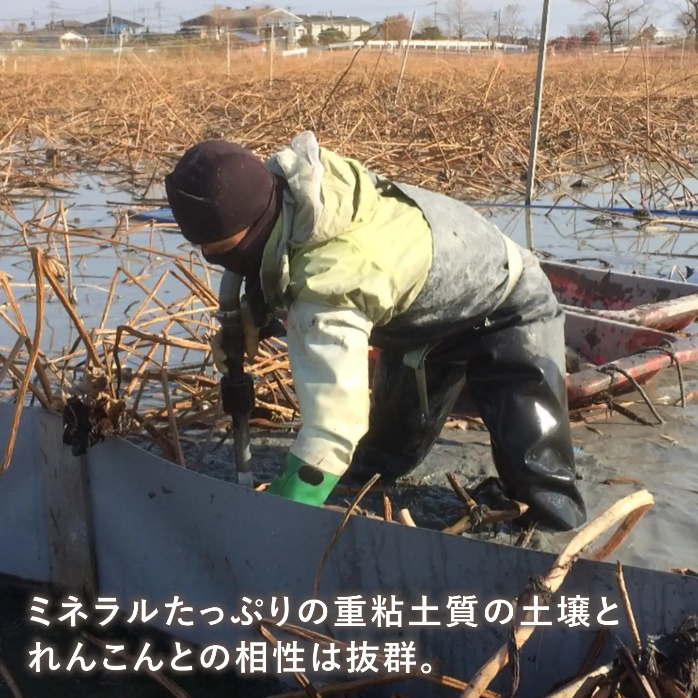 【先行予約 2026年10月〜発送】白石れんこん3kg れんこん