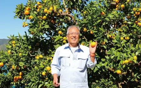 数量限定 先行予約 訳あり まどんな 2kg 8000円 愛果28号 岡平農園 愛南町 愛媛県