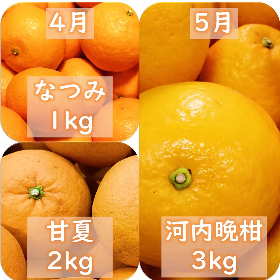 【発送月固定定期便】愛咲果樹園「9種の柑橘定期便」(1月～5月)全5回【71-77】YWTS070