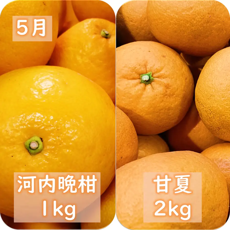 【発送月固定定期便】愛咲果樹園「春の柑橘定期便」(3月～5月)全3回【71-76】YWTS072