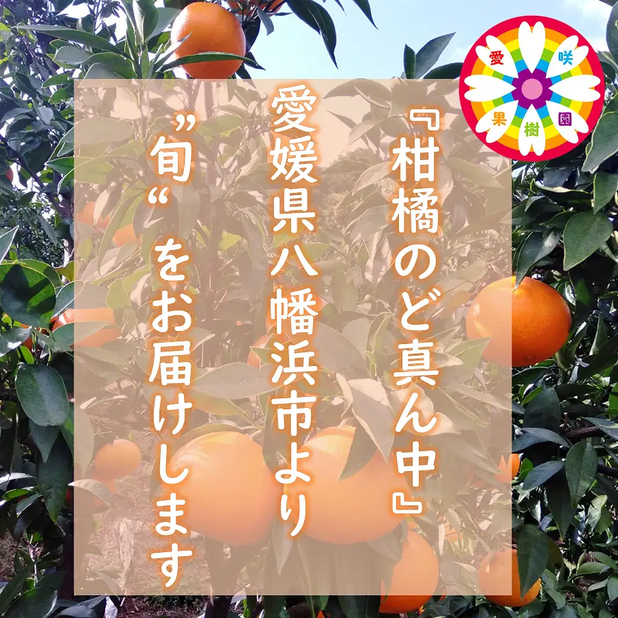 【発送月固定定期便】愛咲果樹園「みかん定期便」(10月～1月)全4回【71-75】YWTS074