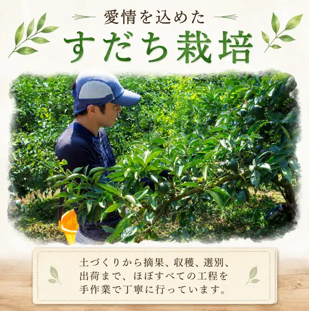 訳あり すだち 1kg すだち 【9月のみ発送】 徳島県産