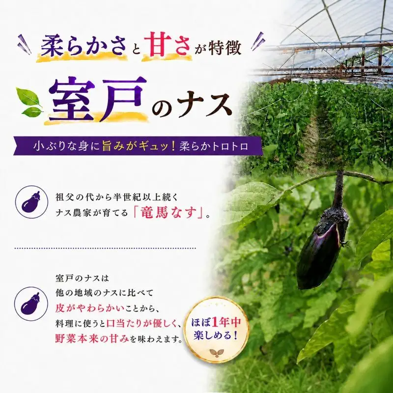 スピード発送【今が旬☆新鮮！朝どれナスをドドンと1.5kg ‼】期間限定 朝採れ 産地直送 おひさま農園 高知県 室戸市