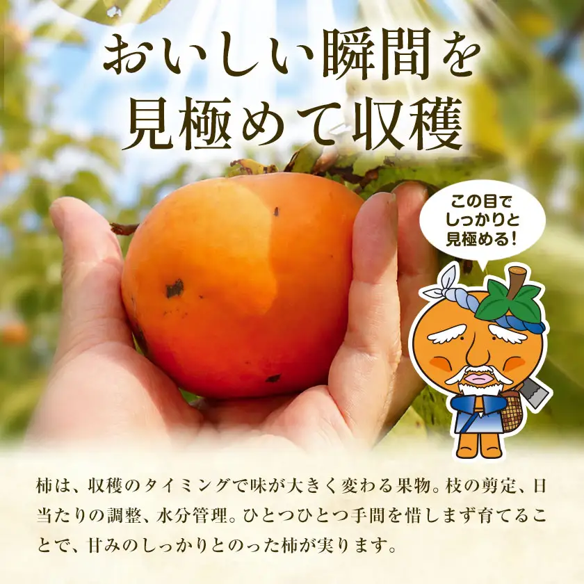 柿4kg 訳あり たねなし