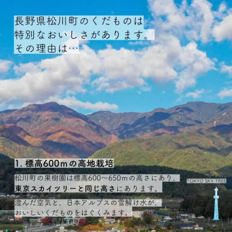 梨 幸水 約5kg（9～14玉） 松川町産 贈答／2026年8月中旬～配送 [KW08]//長野県 南信州 松川町 和梨 梨 なし ナシ 産地直送 農家直送 農家支援 贈答 幸水 果物 フルーツ