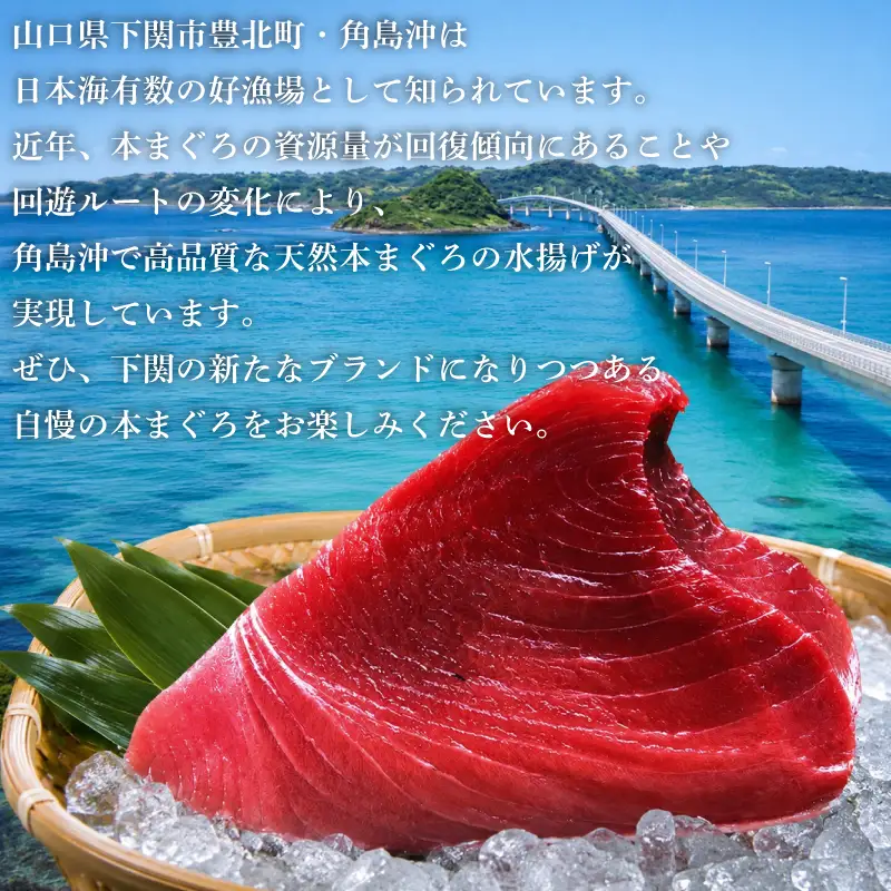 ねぎとろ 【天然本まぐろ】 ねぎとろ 10P JK
