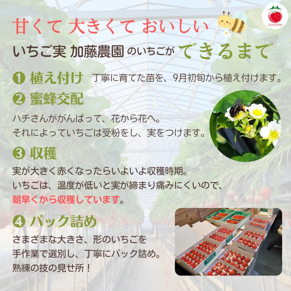 紅ほっぺソルベ 紅ほっぺみるくセット（各3個入）【配送不可：離島】