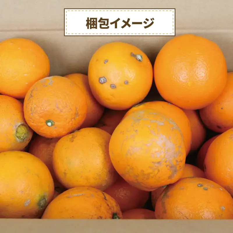 訳あり ネーブル オレンジ 約 5kg くり房 オレンジ B015-204009