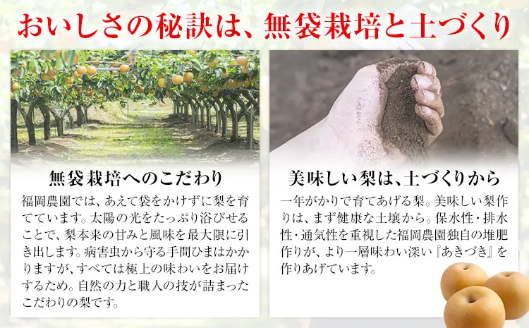 梨 贈答用 あきづき 約3.5kg 梨 熊本