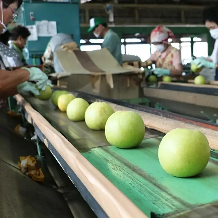 二十世紀梨 5kg【先行受付 2026年 発送 梨 なし ナシ 20世紀 美味しい みずみずしい 期間限定 先行予約】【23-JY-03】
