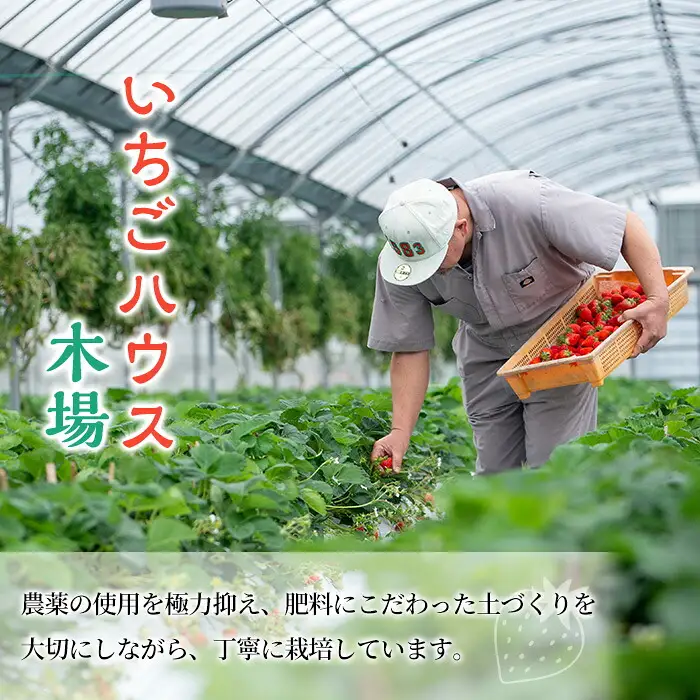 【訳あり】旬のいちご 1.2kg （さがほのか、こいみのり、紅ほっぺ）【01-087-02】