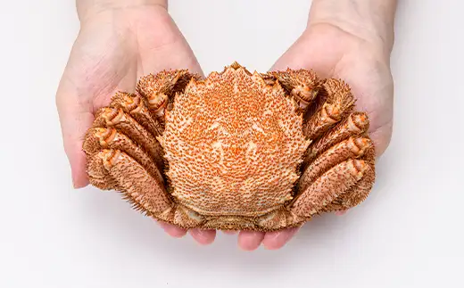 【北海道 噴火湾産】 浜ゆで毛がに 2尾 約430g～470g＜カネキチ澤田水産＞ かに カニ 蟹 ガニ がに 森町 ふるさと納税 北海道 毛蟹 毛かに 毛ガニ 毛カニ mr1-1478