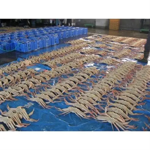 【さかなや新鮮組】鳥取県産 訳あり 浜茹で松葉ガニ1.0kgセット ご家庭用 漁港直送【配送不可地域：離島・北海道・沖縄県・東北・信越、北陸】【1759406】