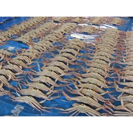 さかなや新鮮組】鳥取県産 ブランドタグ付き 浜茹で 極上松葉ガニ(900g