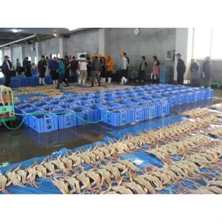 【さかなや新鮮組】鳥取県産 ブランドタグ付き 浜茹で松葉ガニ(大)800g以上 1枚 漁港直送【配送不可地域：離島・北海道・沖縄県・東北・信越、北陸】【1759415】