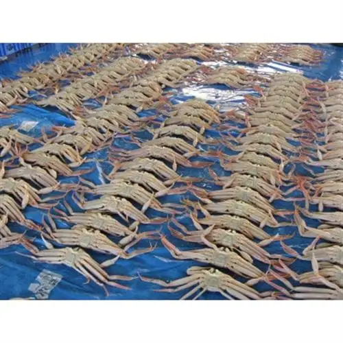 【さかなや新鮮組】鳥取県産 訳あり 浜茹で 松葉ガニ1.5kgセット ご家庭用 漁港直送【配送不可地域：離島・北海道・沖縄県・東北・信越、北陸】【1759553】