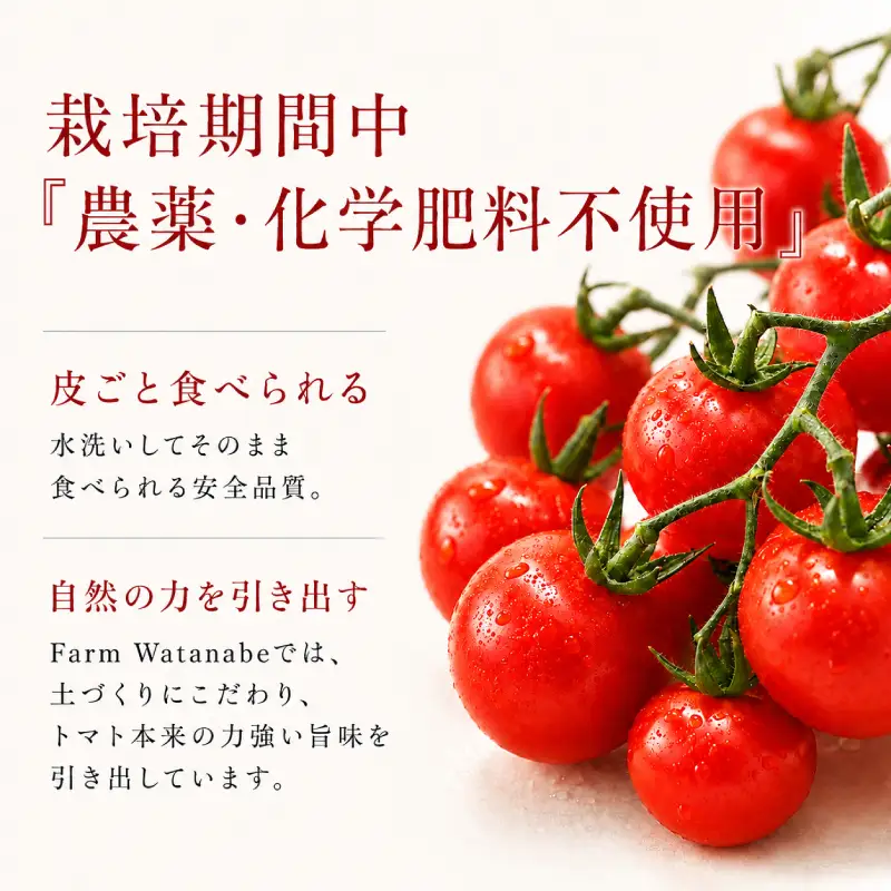 2027年発送 先行受付[栽培期間中 農薬・化学肥料不使用] 北海道 仁木町産 ミニトマト エコスイート 1.2kg×1箱 サイズ混載 トマト 野菜 [Farm Watanabe]