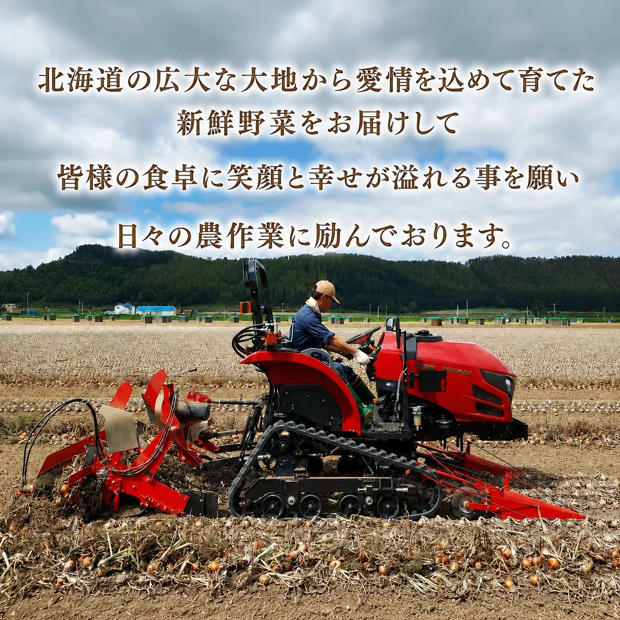 【先行予約】玉ねぎ 小島農場 20kg 美幌町産（2026年11月以降順次発送） AW006 | 玉ねぎ