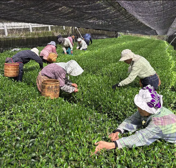 【手摘み茶】 浅蒸し さえみどり 50g × 2袋 緑茶 日本茶 藤枝市 静岡県