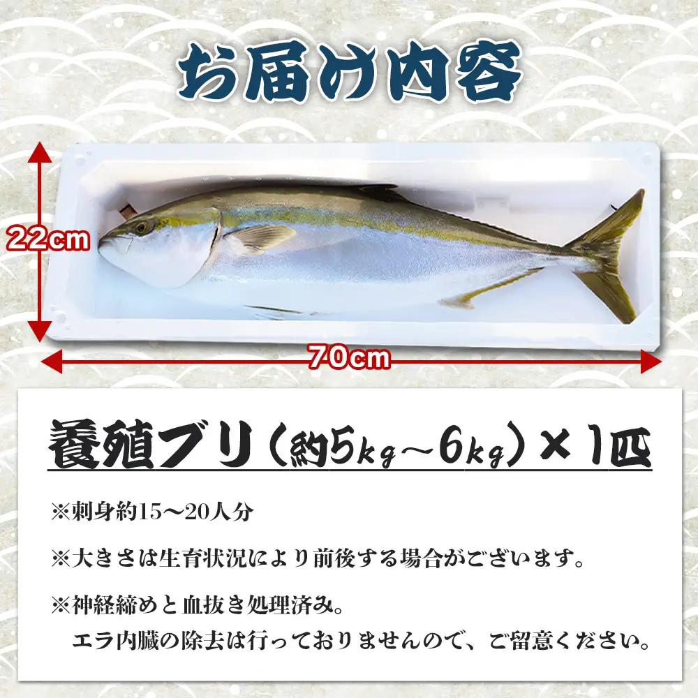 【12月29日お届け】「勝ブリ」 1匹 ぶり ny-0020