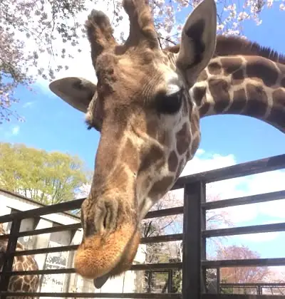 宇都宮動物園 年間パスポート 大人（中学生～）1名様分 | 栃木県 宇都宮市 動物園 どうぶつえん 年パス 施設利用券