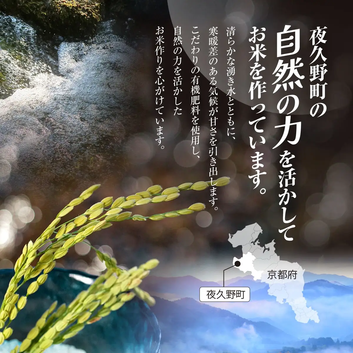 コシヒカリ 白米 令和8年産 5kg×12回  京都夜久野産 清雫(せいな) 