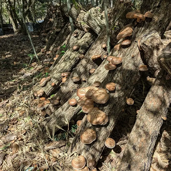 京都丹波 原木しいたけ 1kg 丹波かなまろんふぁーむ