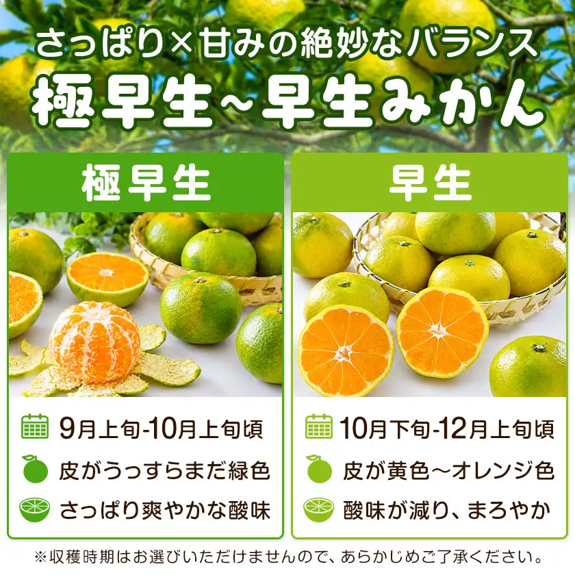 ご家庭用 早生みかん ご家庭用 みかん 約5kg