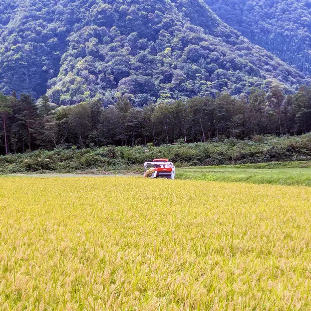 令和7年産　山崎農園こしひかり　無洗米5kg