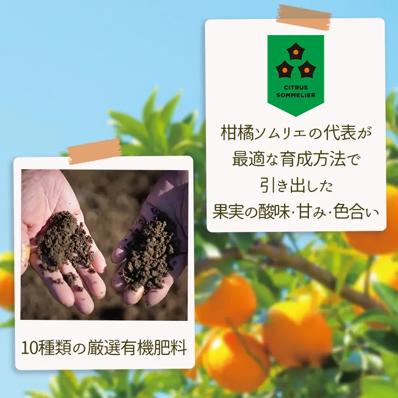 【2027年4月中旬から順次発送】南津海 カラマンダリン 1kg 家庭用 | 柑橘 みかん 【RNK031】