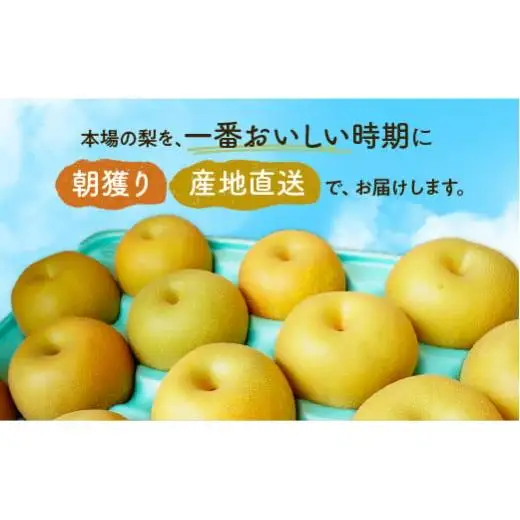 【あきづき約3kg】かまがや育ちの完熟梨（観光組合）