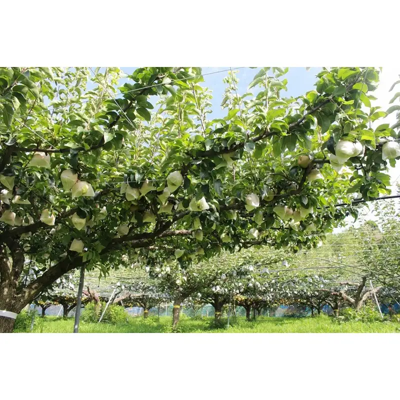 京丹後産 二十世紀梨 約5kg（13玉前後）梨