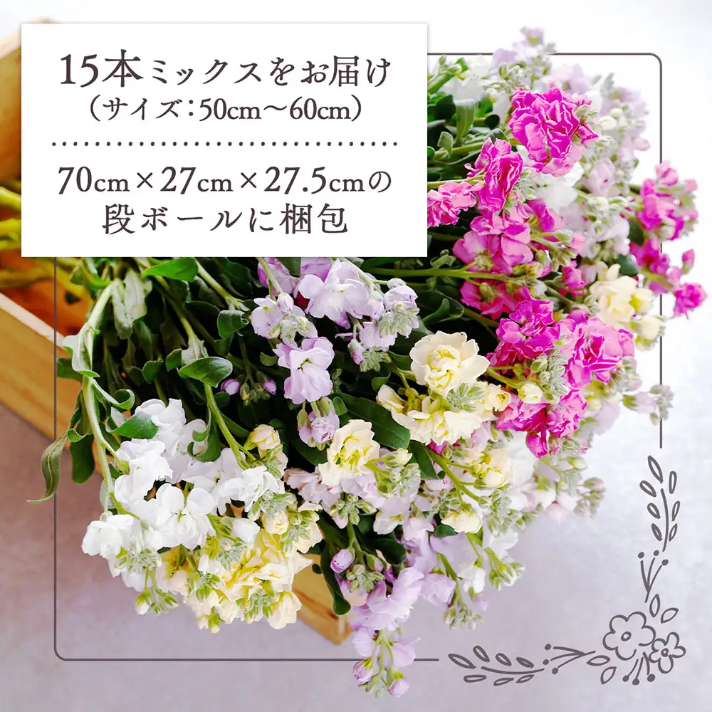 【R9.1月発送】ストック 15本 切り花 生産者おまかせ ミックス スプレータイプ スタンダードタイプ 先行受付 ピンク 黄色 紫 白 アラセイトウ 自宅 リビング 花 生花 花束 国産 庄内町フラワーラボ
