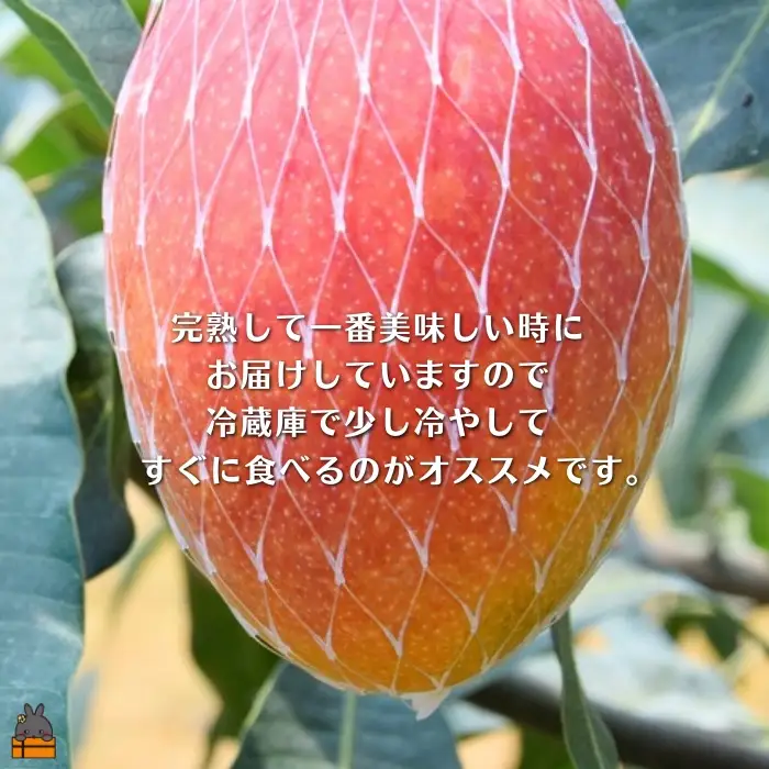 ≪今が旬！≫徳之島の高原育ち！尾母（おも）マンゴー（1kg） （ 果物