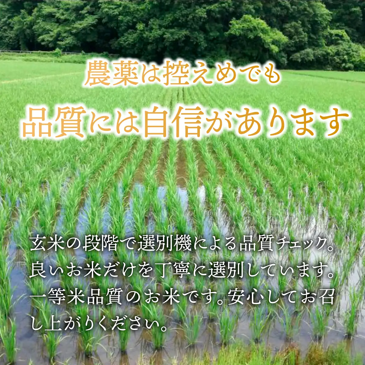 令和8年度新米 コシヒカリ 精米 5kg  | 新米 お米 こしひかり コシヒカリ