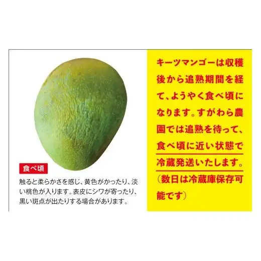 《2026年発送》宮古島すがわら農園 【訳あり】 キーツマンゴー １玉（FR009)